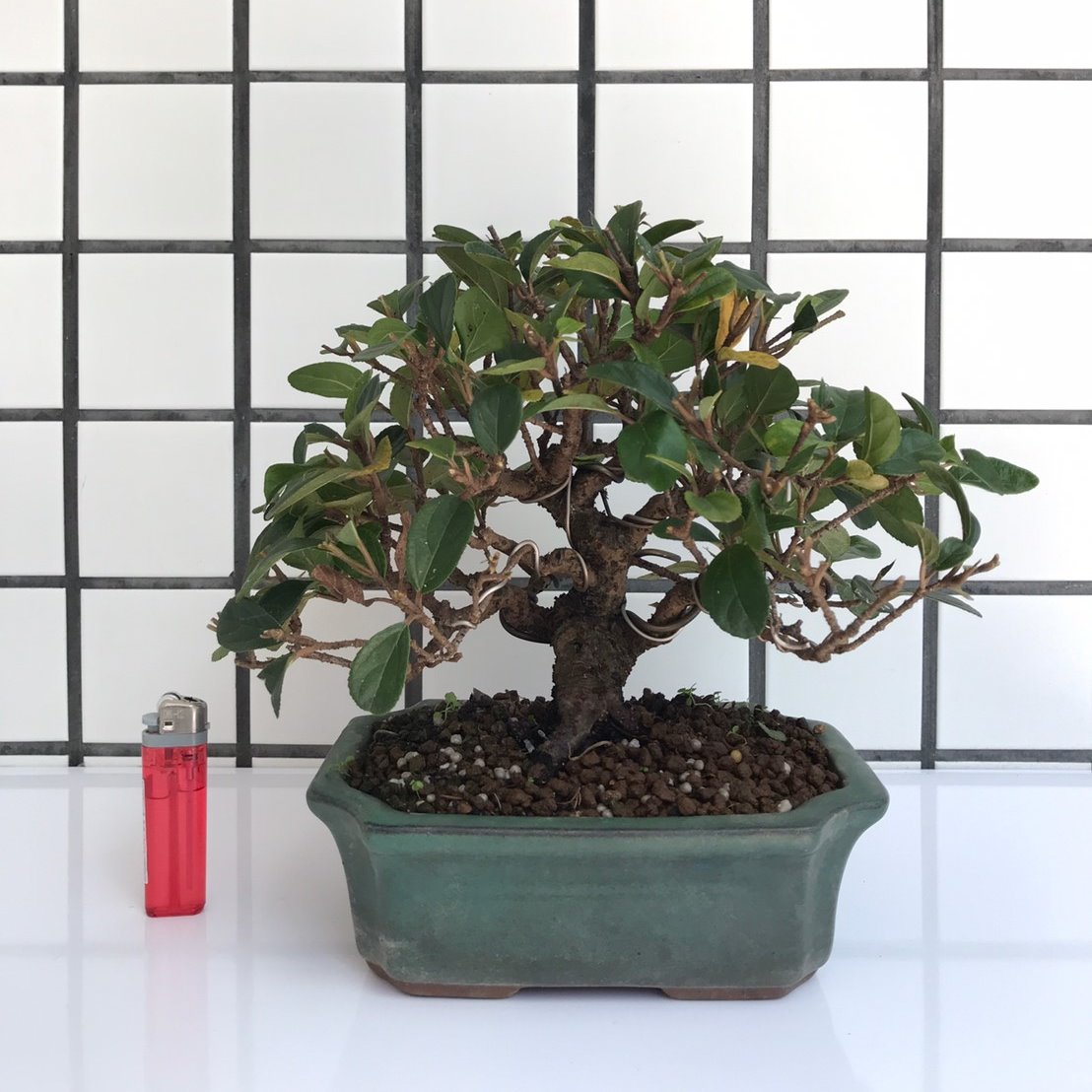 明陽盆栽園 日本莢迷 高18 寬26 直徑3 5cm 小品盆景 台灣樂天市場 Line購物