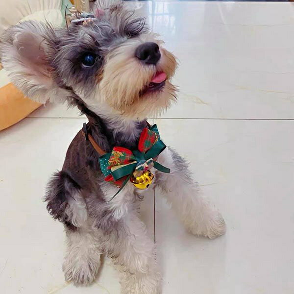 『台灣x現貨秒出』緞帶蝴蝶結雙鈴鐺裝飾聖誕寵物項圈 寵物裝扮 貓狗項圈