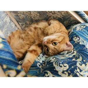 貓窩 貓帳篷 日式貓帳篷 2色可選 簡易組裝 透氣布料