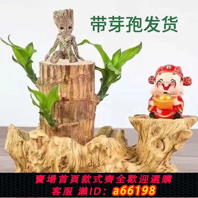 【臺灣公司 可開發票】幸運巴西木巴坦木電腦專用盆小和尚擺件巴西木水培植物萌娃格魯特