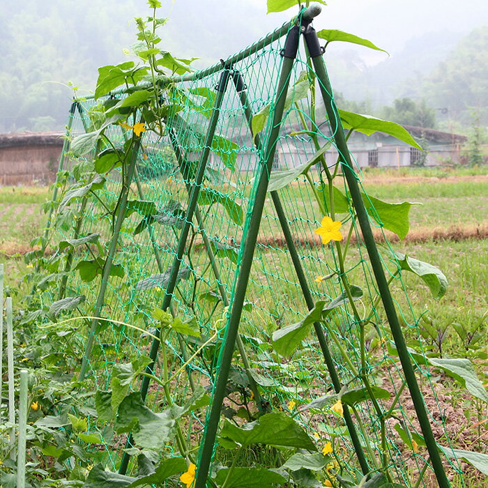 豆角黃瓜爬藤架花園藤蔓植物牽引支架戶外庭院葡萄架包塑鋼管花架
