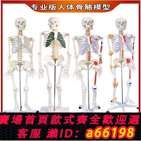 【臺灣公司 可開發票】45 85 170cm人體骨骼模型骨架人體模型成人小白骷髏教學脊椎全身