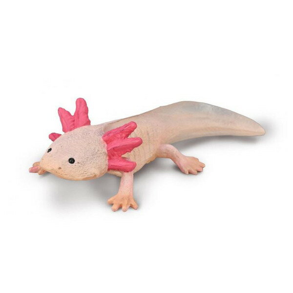 《 COLLECTA 》 動物模型 蠑螈