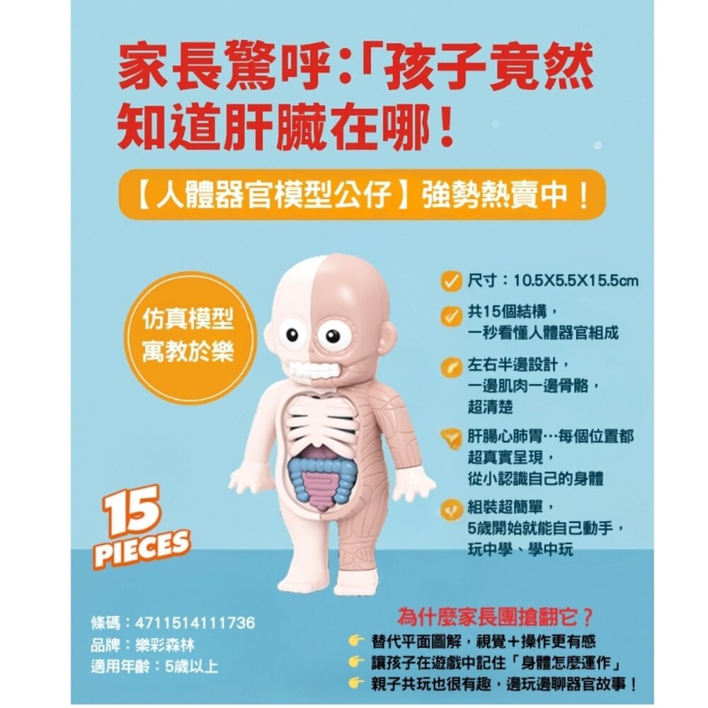 媽媽買 人體器官模型 樂彩森林 兒童科學玩具 STEAM玩具 五歲玩具推薦 人體結構教具 可拆解教具