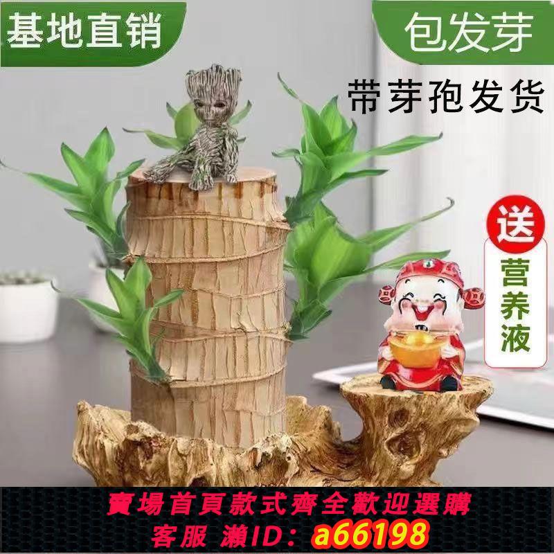 【臺灣公司 可開發票】巴旦木帶芽孢巴西木幸運木開花格魯特室內水培帶託盤好養綠植盆栽