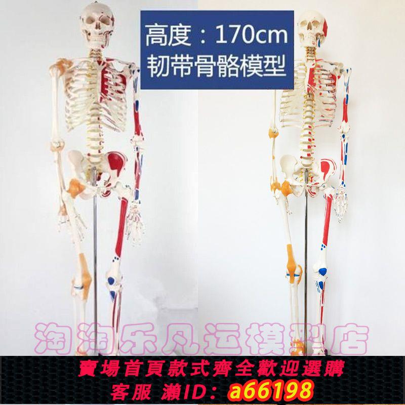 【臺灣公司 可開發票】人體骨骼模型85cm170醫用骨架解剖肌肉起止點瑜伽小白骷髏高階180