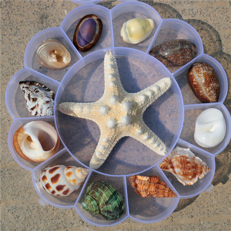 天然海螺貝殼海星標本禮盒裝兒童海洋生物科普材料幼兒園禮物
