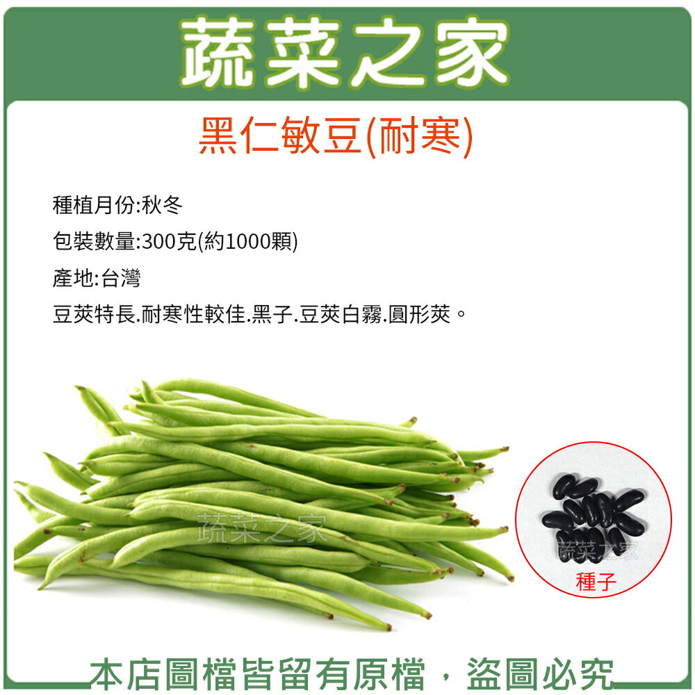 【蔬菜之家00E16】大包裝E16.黑仁敏豆(耐寒)種子300克(約1000顆)