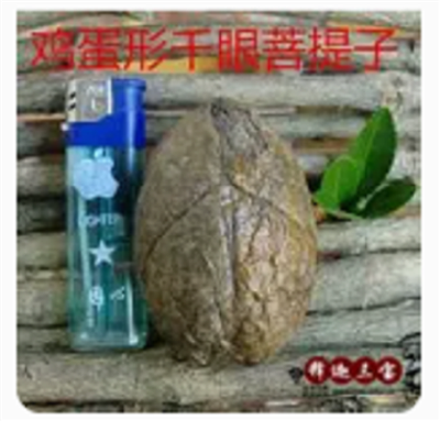 千眼菩提子原籽 1
