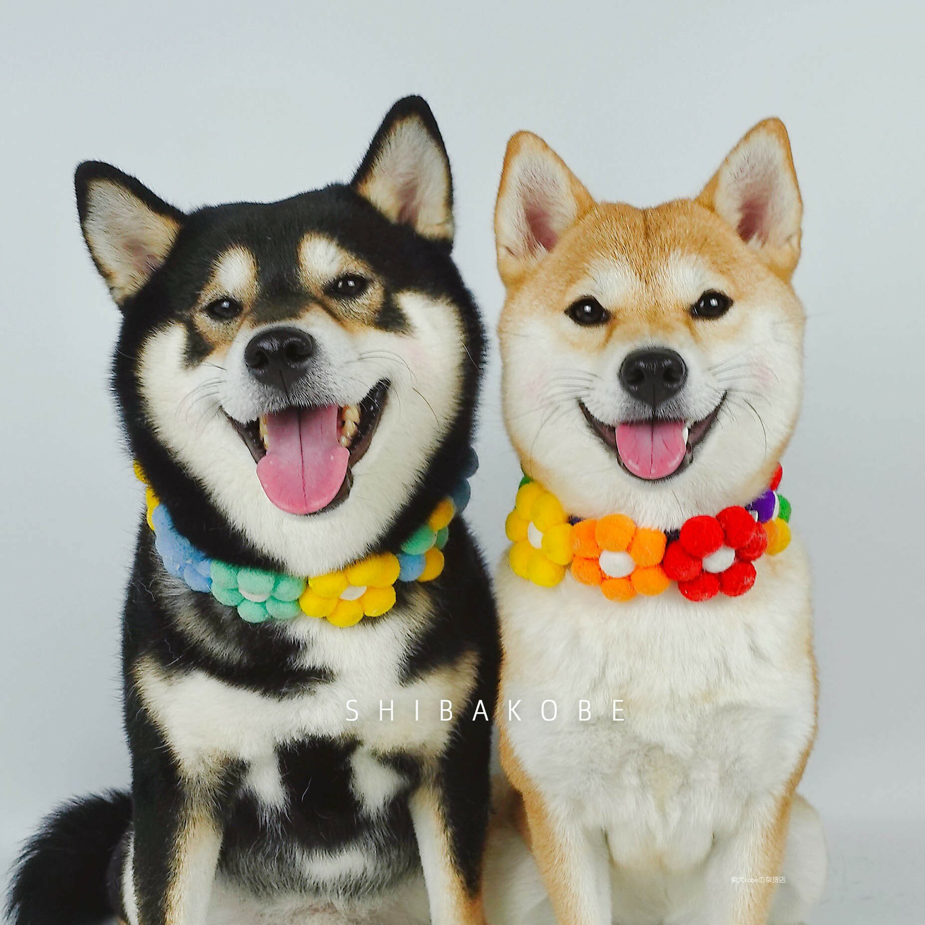 柴犬kobe寵物網紅柯基彩虹花朵項圈貓咪狗狗毛球脖圈可調節包郵