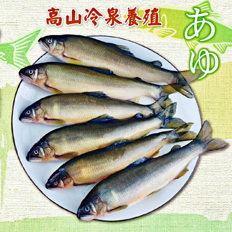 【永鮮好食】 台灣 帶卵 母香魚 禮盒6入/盒(920g±5%) 海鮮 生鮮