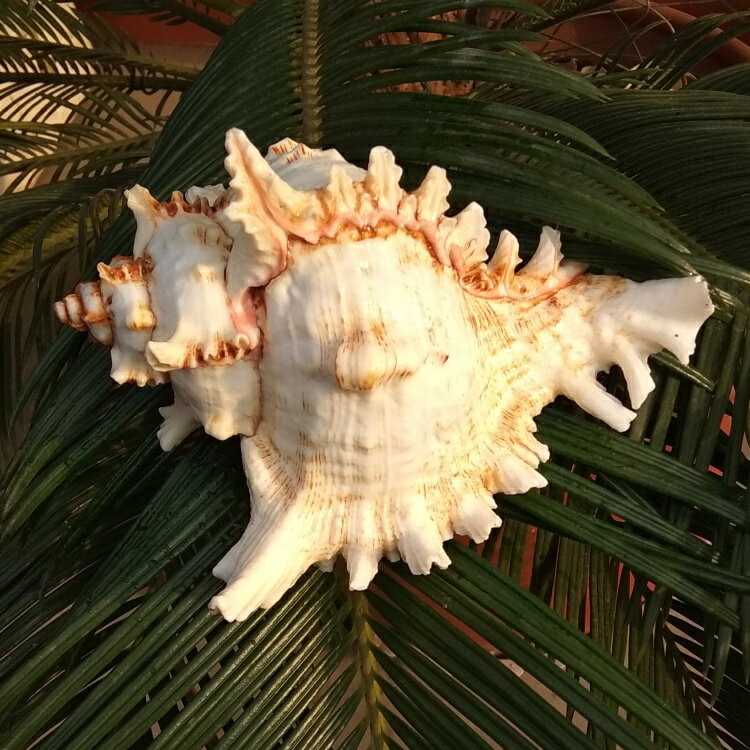 天然海螺貝殼千手螺 菊花螺 水族魚缸造景裝飾 創意家居櫥窗設計