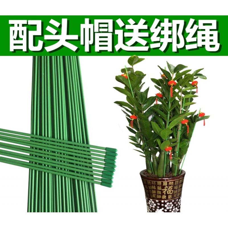 金錢樹支架蔬菜瓜果爬藤架花卉藤蔓植物支撐桿護葉花架扶枝鐵立柱
