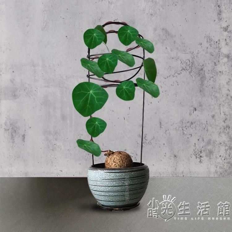 心葉球蘭南非龜甲龍爬藤架鐵藝山烏龜花支架鐵線蓮盆栽植物花架