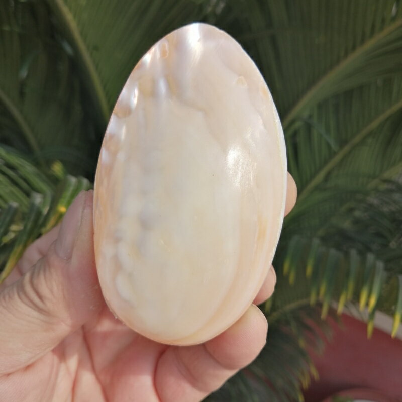 天然海螺貝殼光澤珍珠貝 刮痧板 雙面蚌殼 創意爸媽禮物 手把件