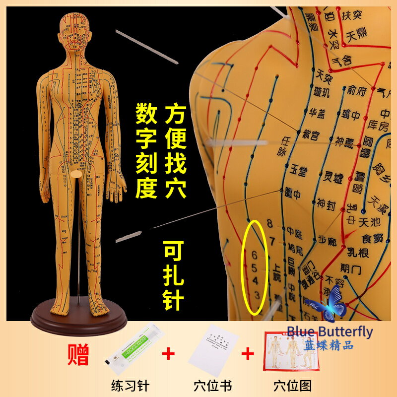 {可打統編 保固一年}針灸人體模型醫用扎針練習小皮人十二經絡穴位圖模特軟膠扎針練習 0