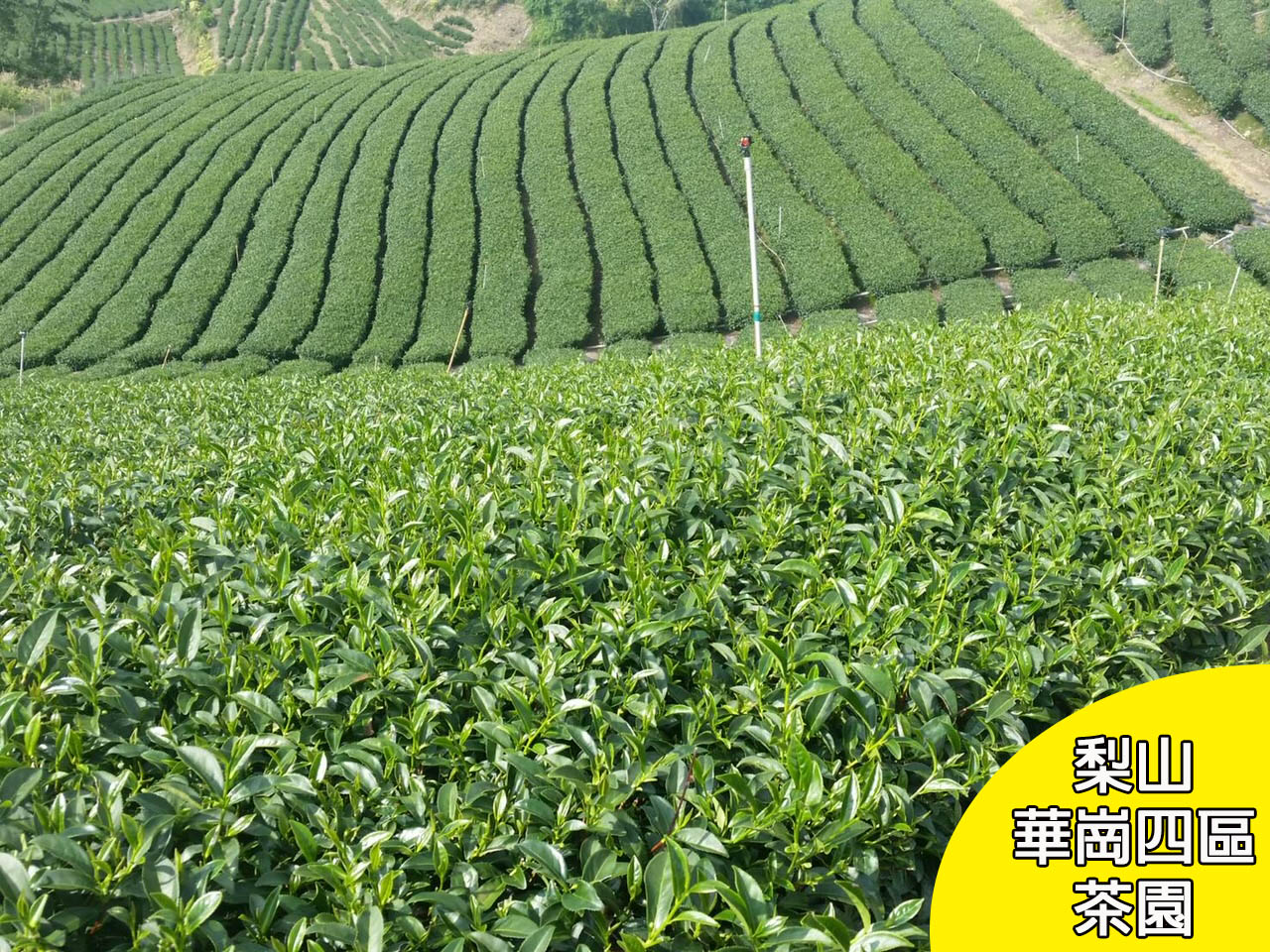 台灣 梨山華岡四區茶園  高山烏龍茶 共2包/150g(直送日本) 5