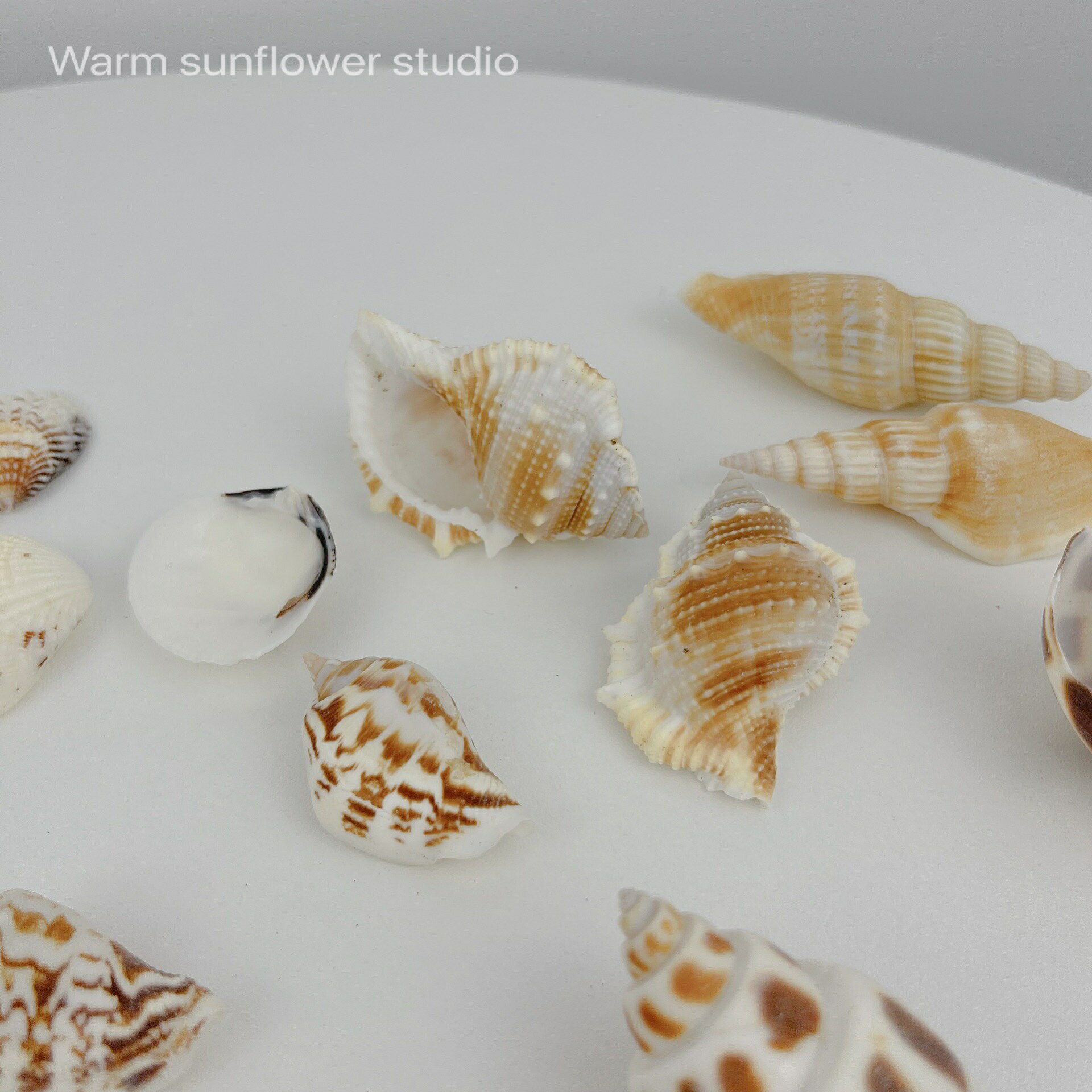 （新品）天然貝殼海螺魚缸造景卷貝魚寄居蟹殼手工diy裝飾小擺件