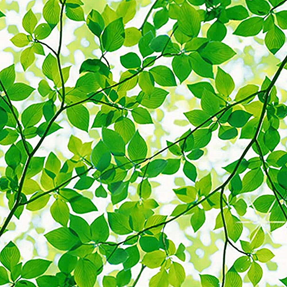 日本MEIWA抗UV節能靜電窗貼 (綠葉盈窗) - 92x100公分 1