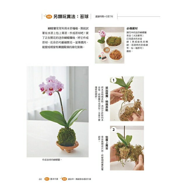 全年度蝴蝶蘭栽培基礎書 7