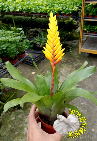 黃色玉扇鳳梨花盆栽 鴻運當頭盆栽室內開花植物3吋活體盆栽送禮小品盆栽 季節限定 下標前務必先確認還有沒有貨 魚痴的秘密花園 黃色玉扇鳳梨花盆栽 鴻運當頭盆栽室內開花植物3吋活體盆栽送禮小品盆栽 季節限定 下標前務必先確認還有沒有貨 魚痴的秘密花園