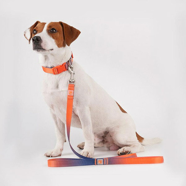 【VitalWave 元氣光波】夢幻漸變套裝 (寵物頸圈+寵物牽引繩)