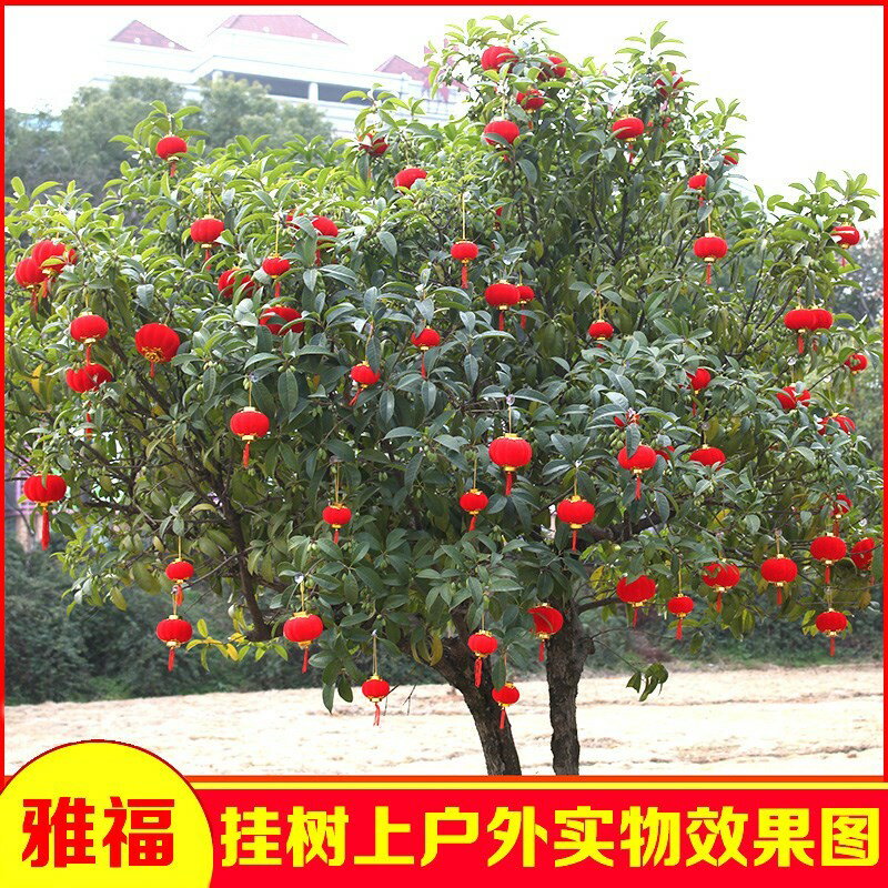 大紅植絨小燈籠掛飾樹上盆景戶外小燈籠新年小燈籠結婚慶燈籠裝飾