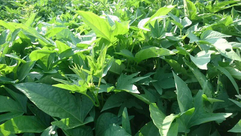 綠地瓜葉（藤和葉）每斤100元 1