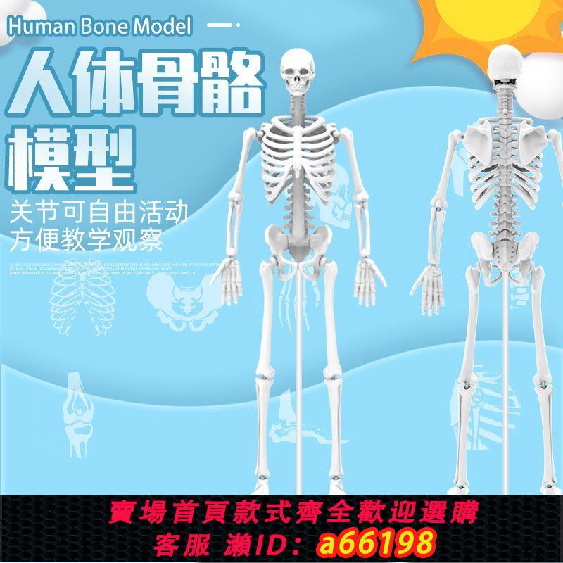【臺灣公司 可開發票】模擬人體骷髏骨架可拆卸醫學科教類小型全身骨骼解剖模型玩具擺件