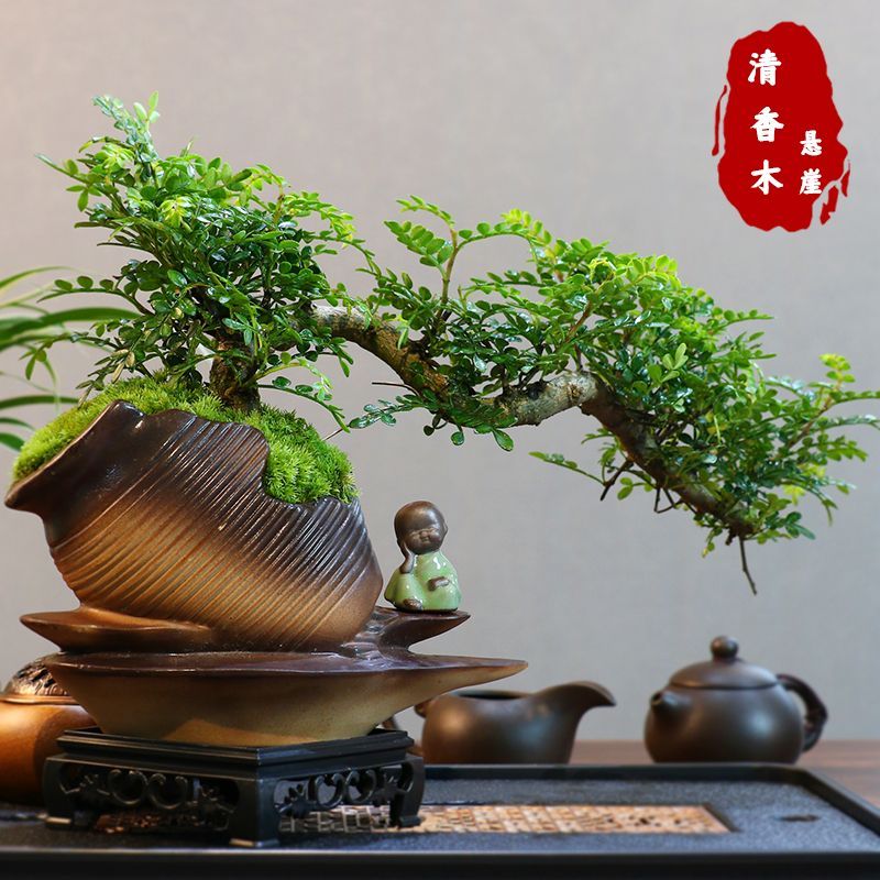 懸崖盆栽的價格推薦- 2026年9月| 比價比個夠BigGo