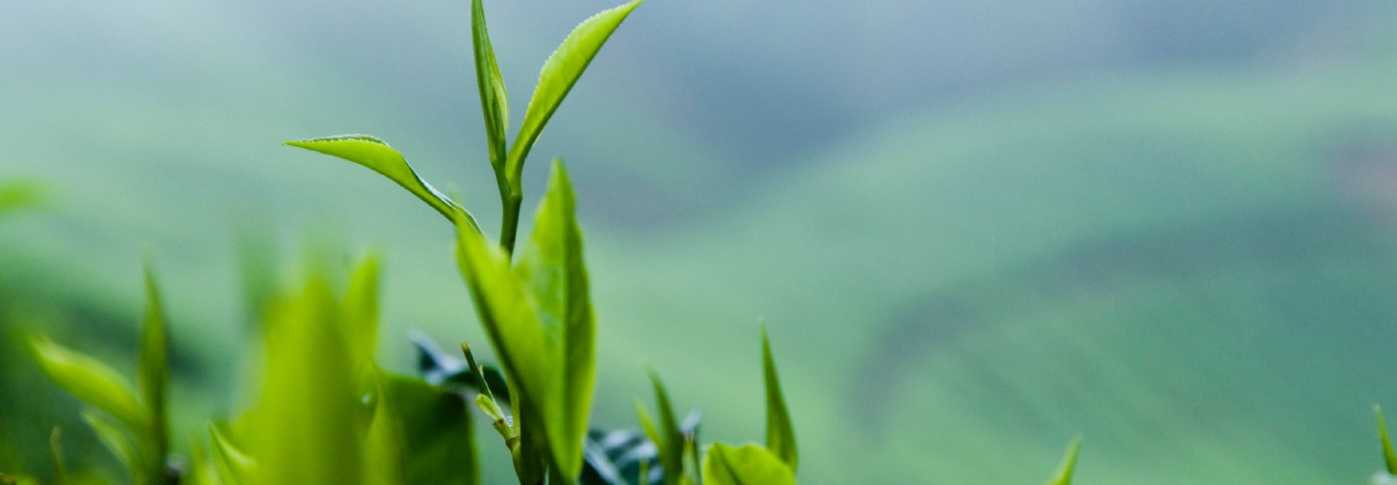 英國 TAYLORS 皇家泰勒茶包系列 - 檸檬香橘茶 Lemon & Orange Tea 20入/盒 9