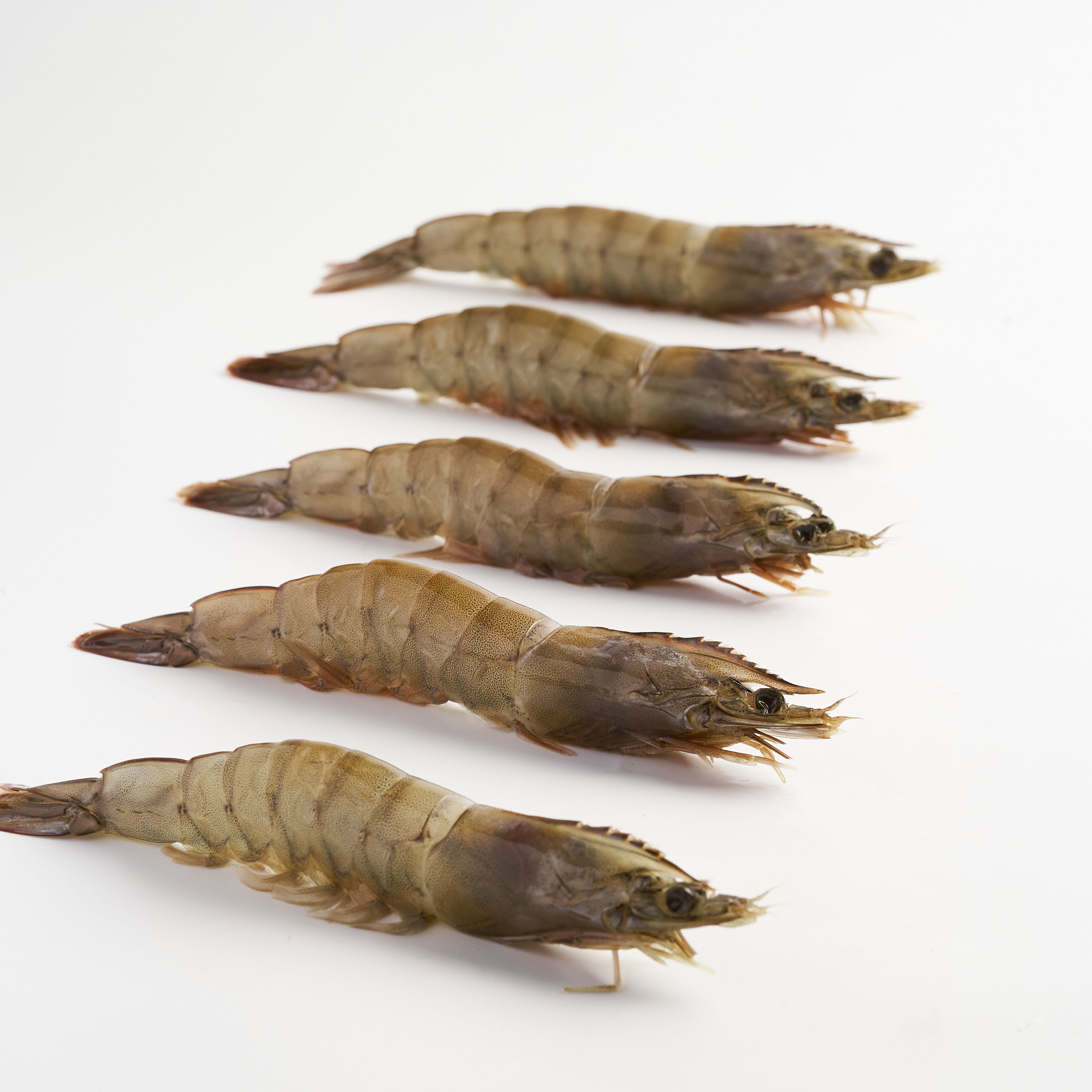 【漁仁鮮物】產銷履歷-無毒海水白蝦-超大 300g(9~11尾) 1