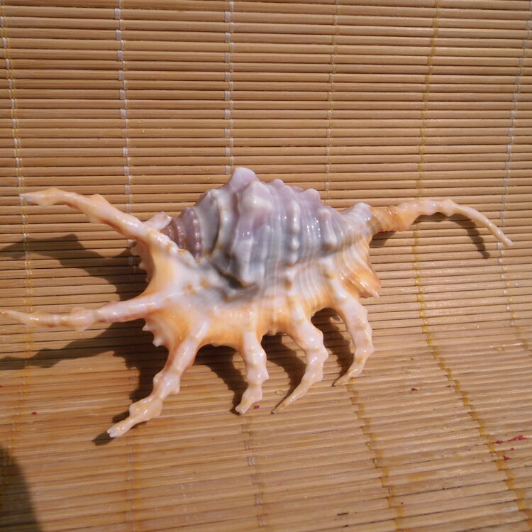 天然海螺貝殼蝎子螺 蜘蛛螺 魚缸水族裝飾 家居婚慶地臺櫥窗擺件
