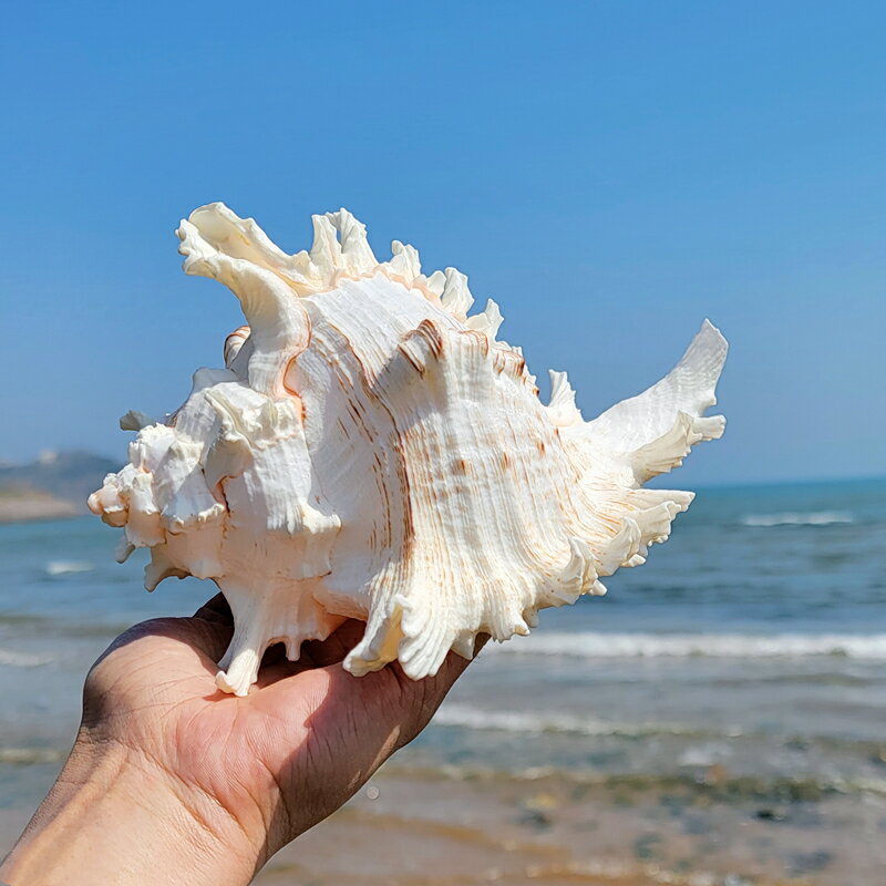 天然新款千手菊花螺 超大海螺貝殼海星 造景居家擺件魚缸造景珊瑚