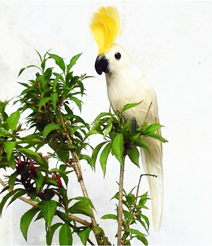 定做模擬鸚鵡 園林裝飾 攝影道具 羽毛玄鳳鸚鵡 模擬鳥 動物模型