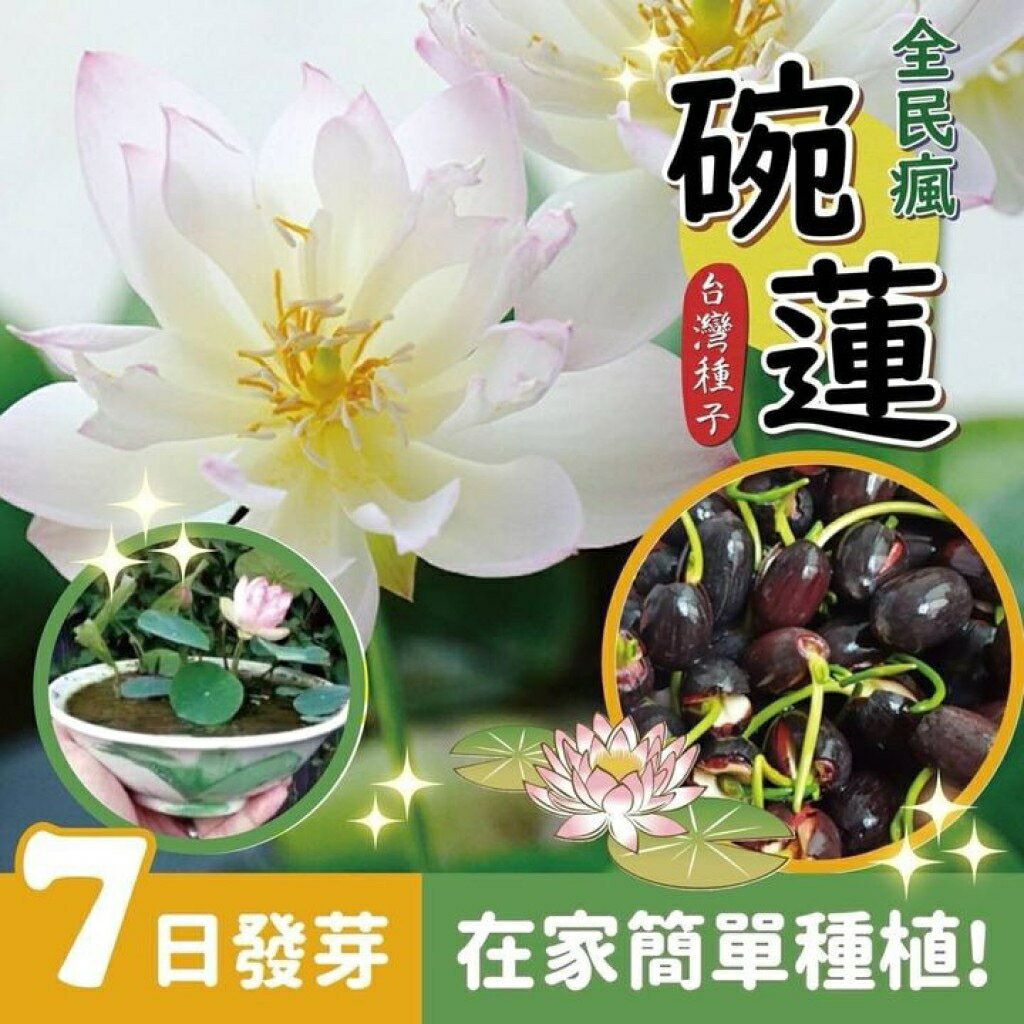 【粿女兒商行】 現貨 臺灣四季荷花碗蓮種子50顆