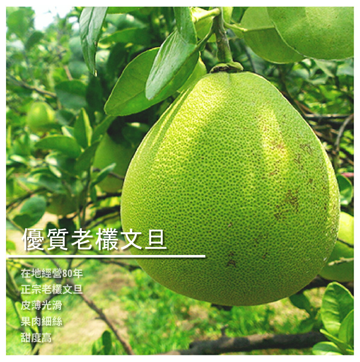文旦 柚子 水果 美食與甜點 Rakuten樂天市場 文旦 柚子 水果 美食與甜點 Rakuten樂天市場