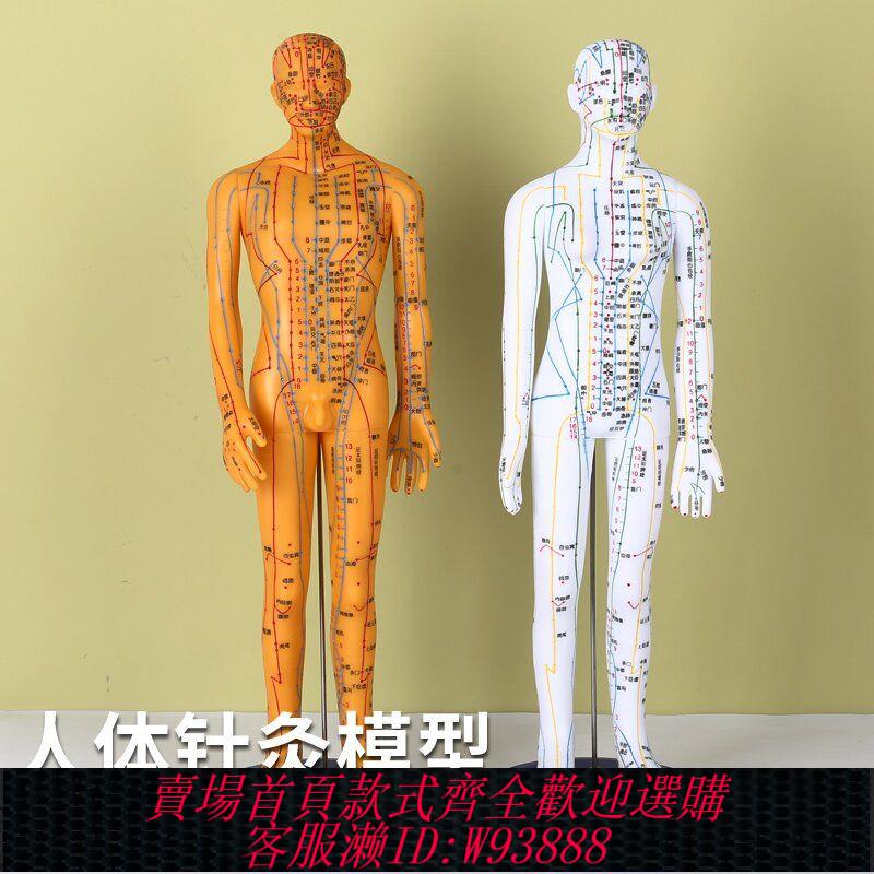 【564人好評】全身穴位模型人經絡模型人穴位模型人醫用針灸穴位小人中醫54釐米