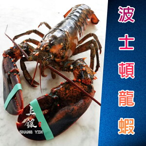 【上銀水產超市】活波士頓龍蝦500g~520g/隻