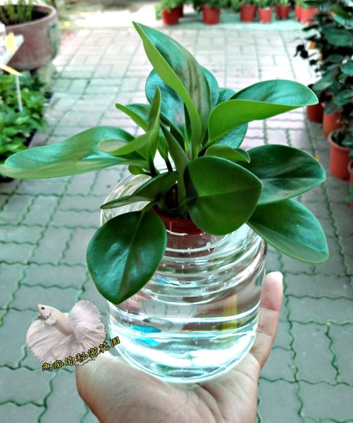 [圓葉椒草水耕盆栽] 玻璃瓶水耕植物盆栽 室內佳