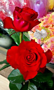 [品種隨機出貨.照片參考用] 紅色系玫瑰花盆栽 8吋盆活體盆栽 幾乎四季開花~ 下單時不一定還有花!務必先問~太熱會缺貨