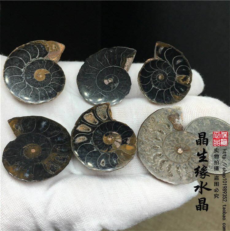 天然黑螺開片一組礦物標本古生物化石實物圖6個