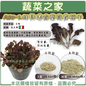 【蔬菜之家】A80-1.紅貝塔齒葉萵苣種子(寶貝菜.貝比生菜)(共有2種包裝可選)
