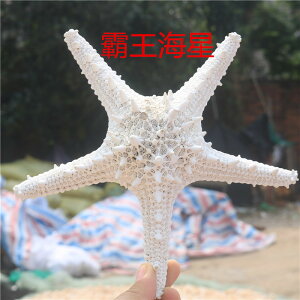 染色饅頭海星海螺貝殼白海星超大天然霸王海星手指海星拍攝婚慶