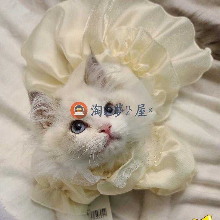 貓咪衣服薄款防掉毛寵物布偶貓公主裙子小貓夏季連身裙【淘夢屋】