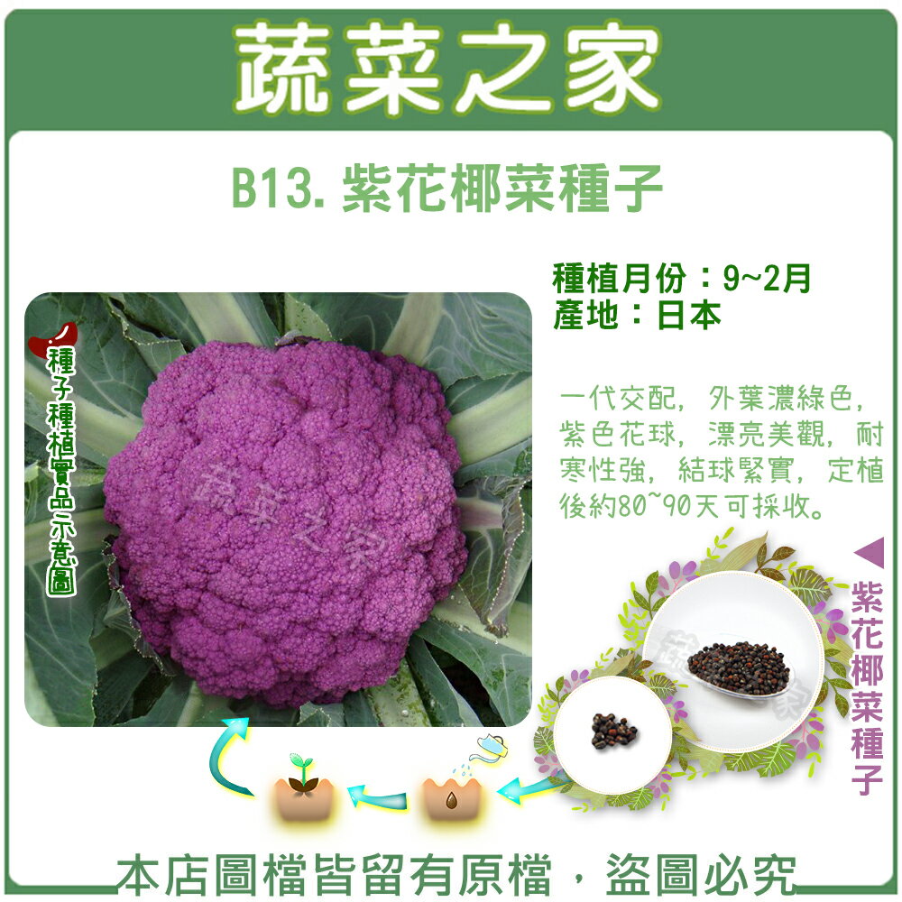 【蔬菜之家】B13.紫花椰菜種子(共有2種包裝可選)