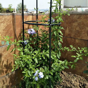 花架植物架花園供應黑色簡單玫瑰 Clematis 葡萄戶外裝飾鍛鐵園藝工具 1 Pc 支撐架家用可堆疊攀爬