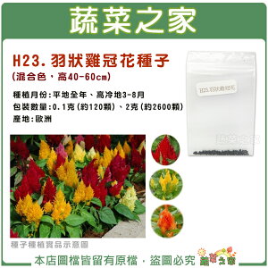 【蔬菜之家】H23.羽狀雞冠花(混合色，高40~60cm)種子(共有2種包裝可選)