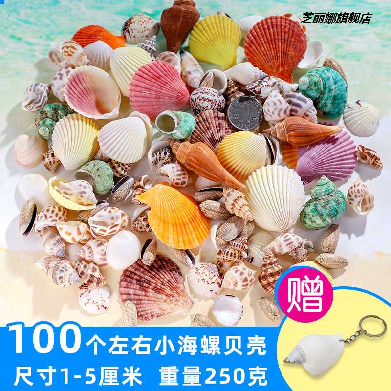 新款天然海螺殼貝殼diy海星珊瑚魚缸造景裝飾工藝品擺件彩色貝殼