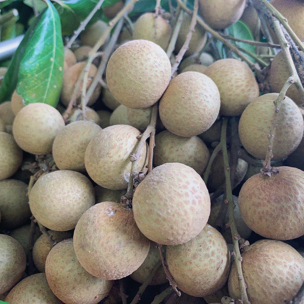 台南東山「賢爸與阿霖」土窯柴燒龍眼乾vs.龍眼肉 2